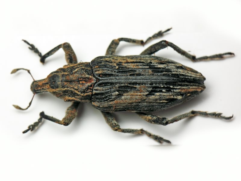Coniocleonus nigrosuturatus (Goeze, 1777)